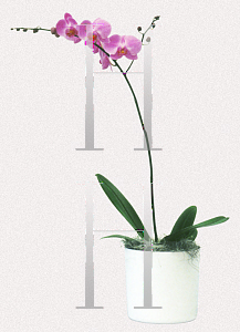 Picture of Phalaenopsis x 