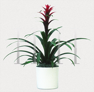 Picture of Guzmania x 'Rana'