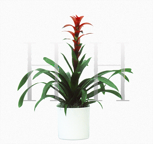 Picture of Guzmania x 'Vella Red'