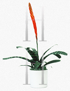 Picture of Vriesea splendens 