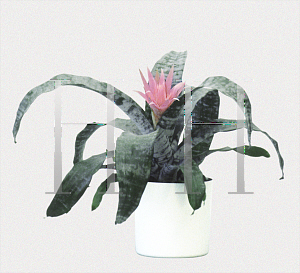 Picture of Aechmea fasciata 'Silver Vase'