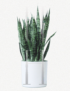 Picture of Sansevieria zeylanica 