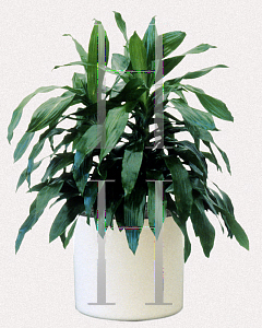 Picture of Dracaena deremensis 'Janet Craig'