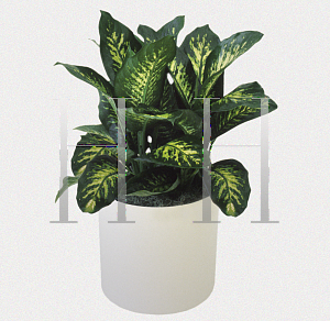 Picture of Dieffenbachia amoena 