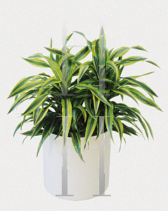 Picture of Dracaena deremensis 'Lemon Lime'