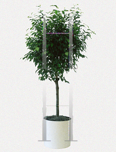 Picture of Ficus benjamina 