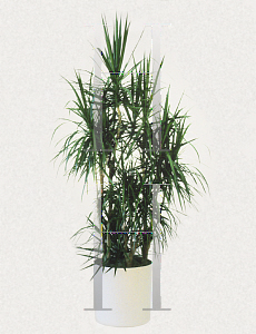 Picture of Dracaena cincta 