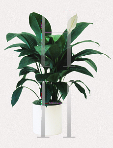 Picture of Spathiphyllum x 'Sensation'