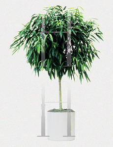 Picture of Ficus binnendykii 'Alii'