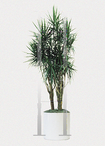 Picture of Dracaena cincta 