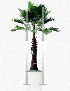 Picture of Washingtonia robusta 