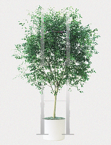 Picture of Ficus benjamina 