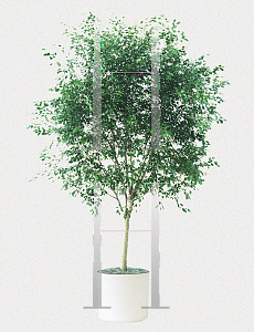 Picture of Ficus benjamina 