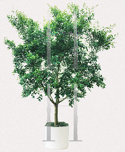 Picture of Ficus microcarpa 'Nitida'