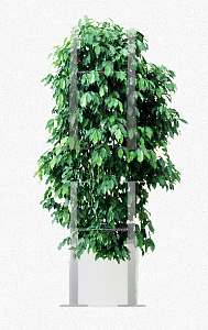 Picture of Ficus benjamina 'Spire'