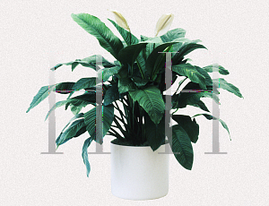 Picture of Spathiphyllum x 'Sensation'