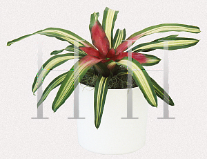 Picture of Neoregelia carolinae 