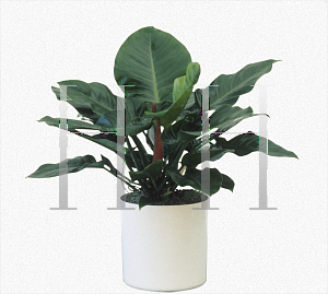 Picture of Philodendron x 'Imperial Green'