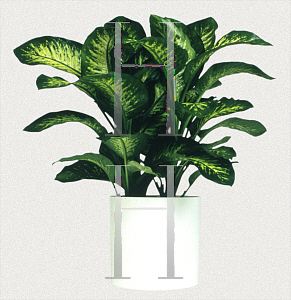 Picture of Dieffenbachia amoena 