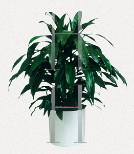 Picture of Dracaena deremensis 'Janet Craig'