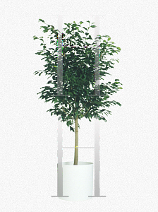 Picture of Ficus benjamina 