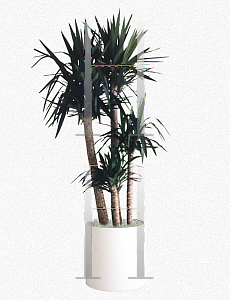 Picture of Dracaena cincta 