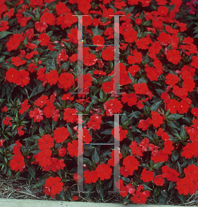 Picture of Impatiens x hawkeri 'Petticoat Fire'