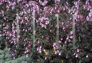 Picture of Impatiens glandulifera 