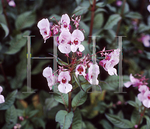 Picture of Impatiens glandulifera 