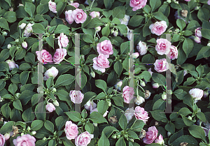 Picture of Impatiens walleriana 'Fiesta Salmon with Blush'