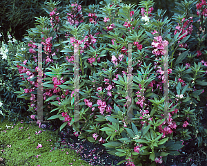 Picture of Impatiens balsamina 