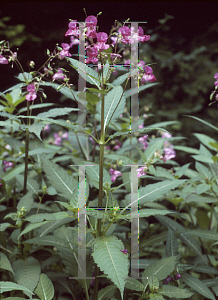 Picture of Impatiens glandulifera 