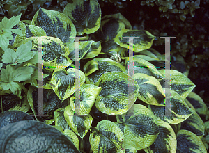 Picture of Hosta  'Tokudama Flavocircinalis'