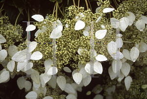 Picture of Schizophragma hydrangeoides 