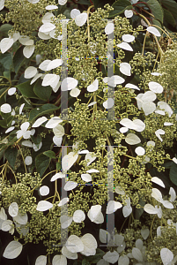 Picture of Schizophragma hydrangeoides 