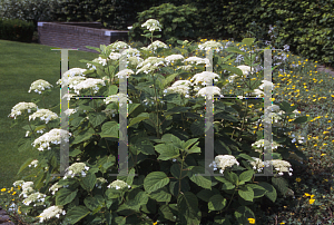 Picture of Hydrangea arborescens 'Dardom (White Dome)'