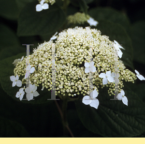 Picture of Hydrangea arborescens 'Dardom (White Dome)'