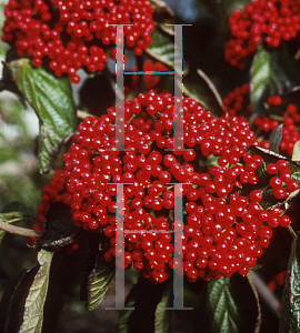 Picture of Viburnum dilatatum 'Henneke(Cardinal Candy)'