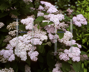 Picture of Spiraea fritschiana 'Wilma(Pink Parasols)'