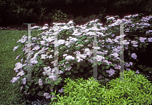 Picture of Spiraea fritschiana 'Wilma(Pink Parasols)'