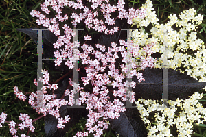 Picture of Sambucus nigra 'Gerda(Black Beauty)'