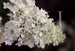 Picture of Hydrangea paniculata 'Little Lamb'