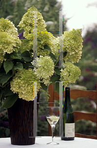 Picture of Hydrangea paniculata 'Limelight'