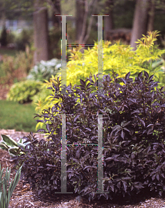 Picture of Sambucus nigra 'Gerda(Black Beauty)'