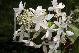 Picture of Hydrangea paniculata 'The Swan'