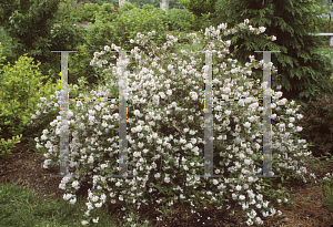 Picture of Deutzia x 'Pink Minor'