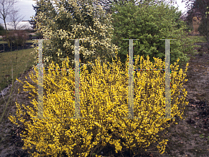 Picture of Forsythia x intermedia 'Courdijau (Golden Peep)'