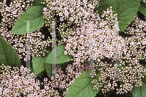 Picture of Spiraea fritschiana 'Wilma(Pink Parasols)'