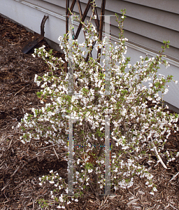 Picture of Prunus incisa 'Kojo- no-mai'