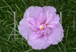 Picture of Hibiscus syriacus 'Notwoodone(Lavender Chiffon)'